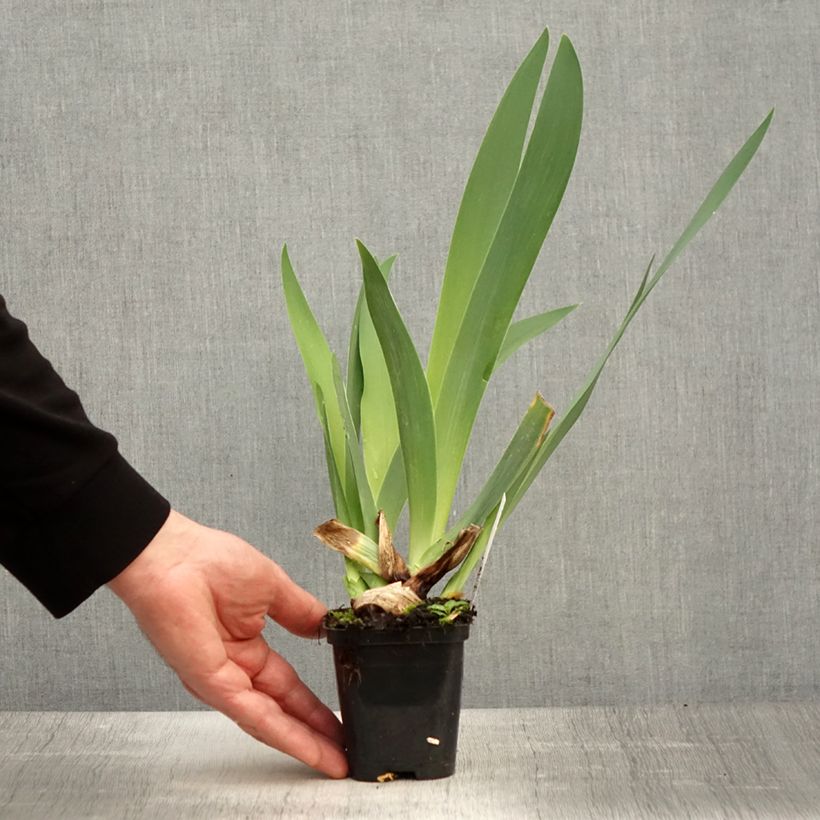 Example of Iris germanica Guatemala - Iris des Jardins Godet de 8/9 cm as you get in printemps