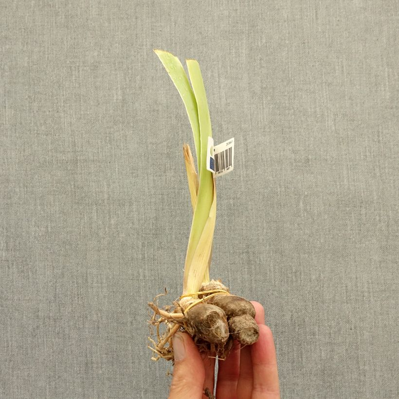 Spécimen de Iris germanica Happenstance - Grand Iris des Jardins Rhizome tel que livré en été