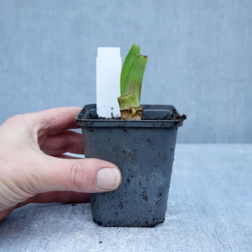 Example of Iris germanica Harbor Blue - Iris des jardins Godet de 8/9 cm as you get in hiver