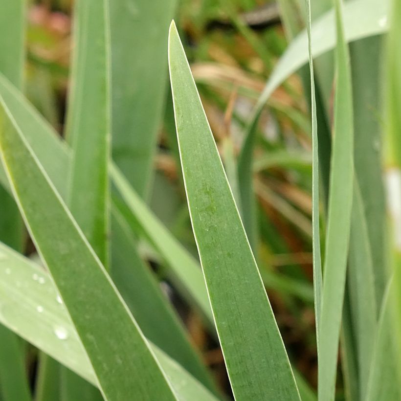 Iris germanica Harbor Blue - Iris des jardins (Foliage)