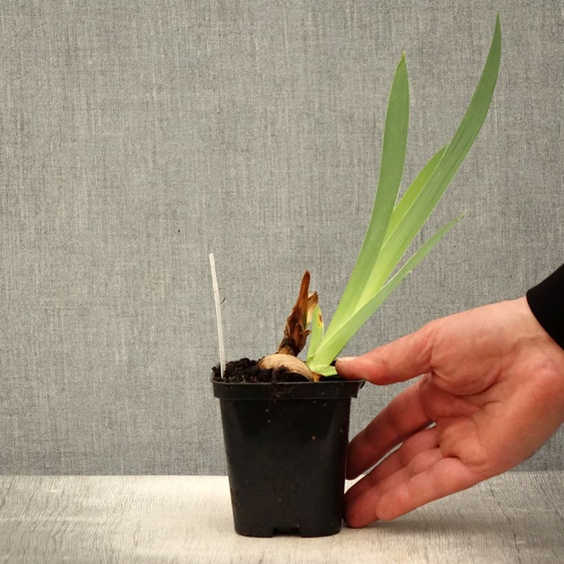 Example of Iris germanica Haut les Voiles - Iris des Jardins Godet de 8/9 cm as you get in printemps