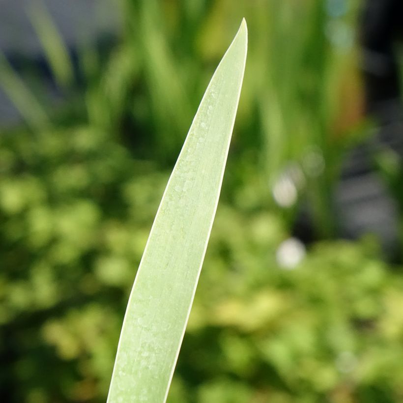 Iris germanica Hello Darling - Iris des Jardins (Feuillage)