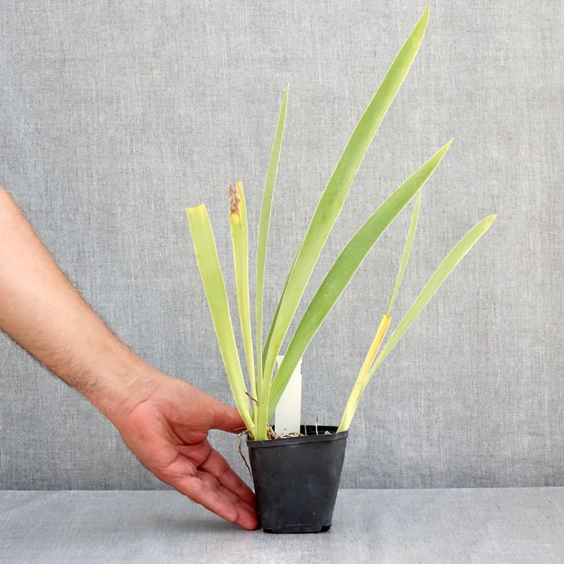 Spécimen de Iris germanica Hello Darling - Iris des Jardins Godet de 8/9 cm tel que livré en été