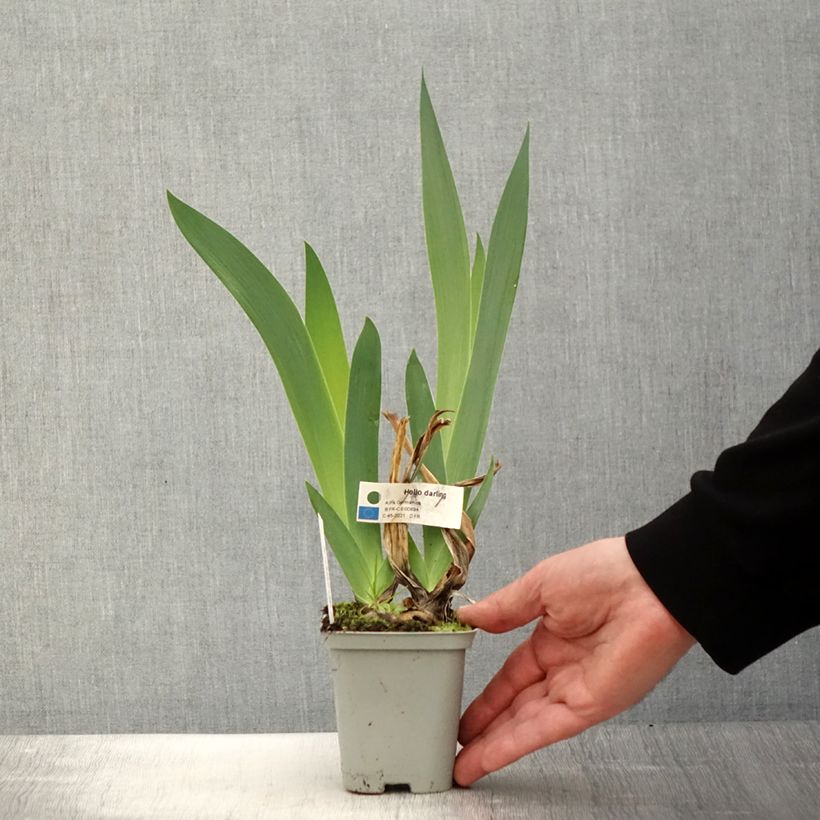 Spécimen de Iris germanica Hello Darling - Iris des Jardins Godet de 8/9 cm tel que livré au printemps