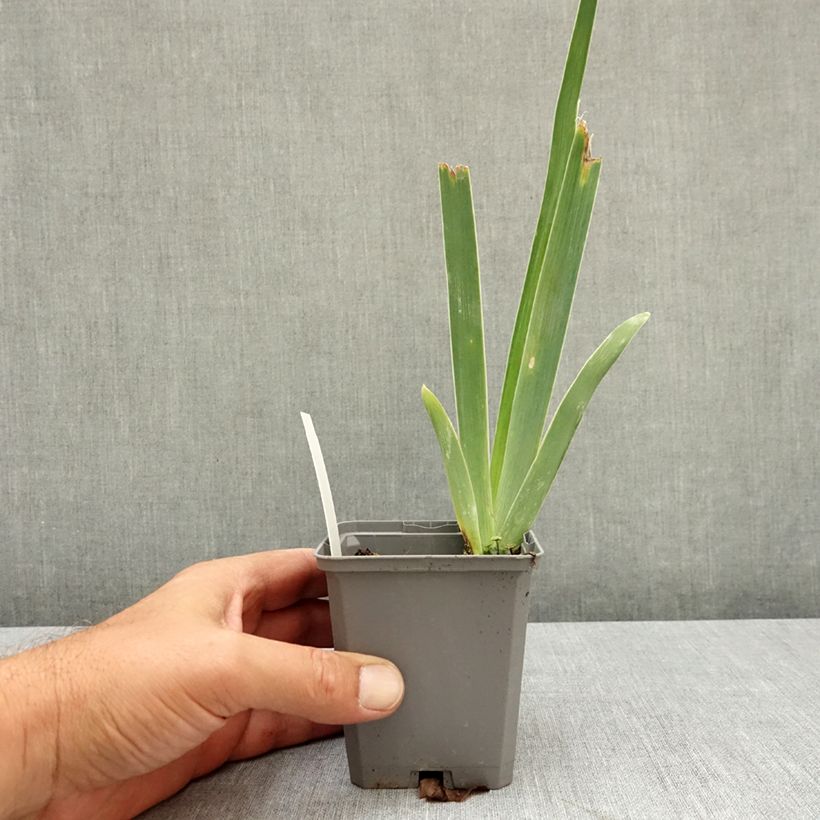 Spécimen de Iris germanica Immortality - Iris des Jardins Godet de 8/9 cm, Calibre 4/6 tel que livré en été