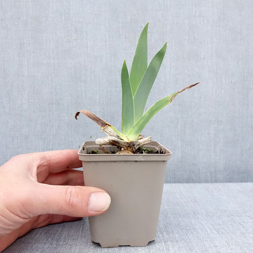 Example of Iris germanica Immortality - Iris des Jardins Godet de 8/9 cm, Calibre 4/6 as you get in printemps