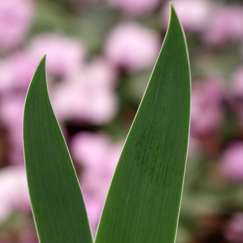 Iris germanica Inferno - Iris des Jardins  (Feuillage)