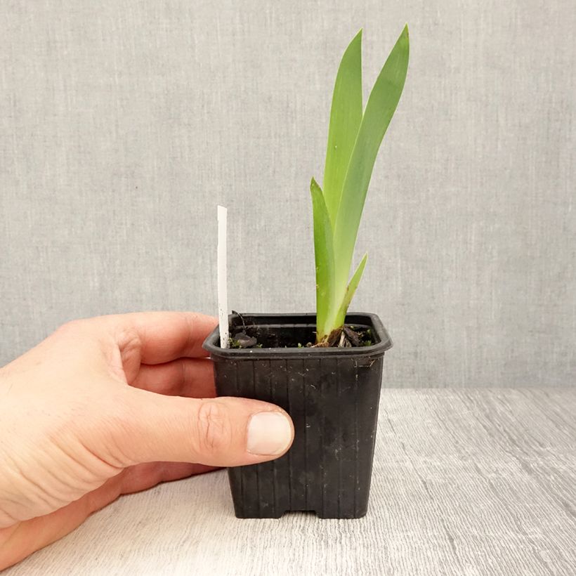 Spécimen de Iris germanica Invitation - Iris des Jardins remontant Godet de 8/9 cm tel que livré au printemps