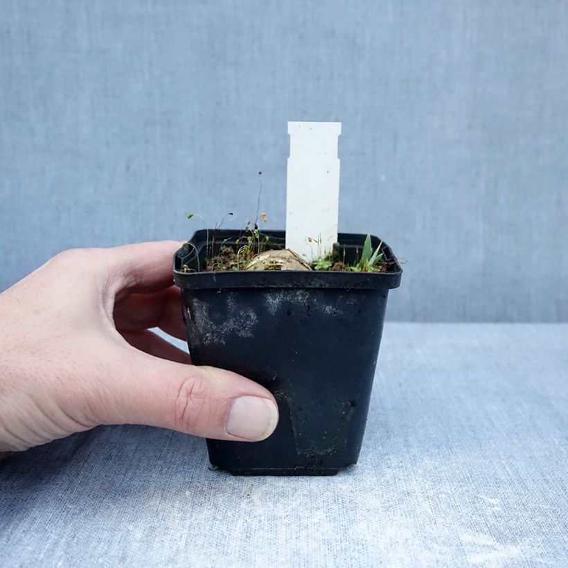 Spécimen de Iris germanica Inviting - Iris des Jardins Godet de 8/9 cm tel que livré en hiver