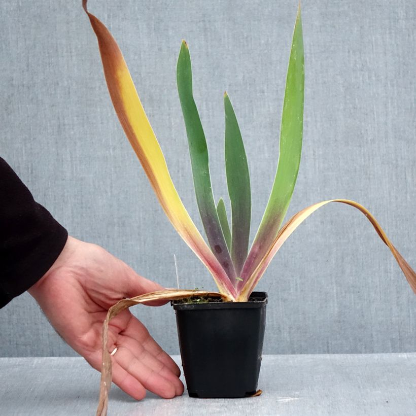 Spécimen de Iris germanica Irisades - Iris des Jardins Godet de 8/9 cm tel que livré en automne