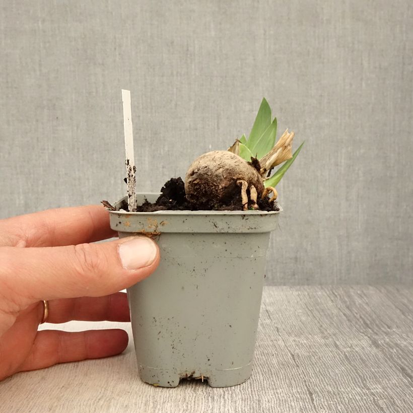 Example of Iris germanica Jazz Festival - Iris des jardins Godet de 8/9 cm as you get in printemps