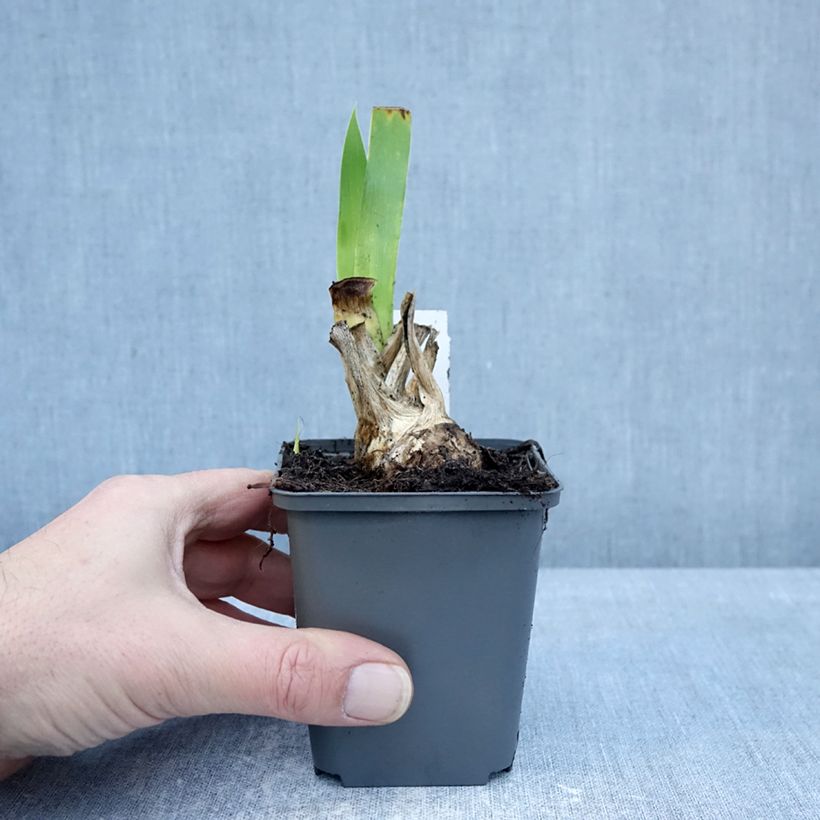 Spécimen de Iris germanica Joyful Skies - Iris des Jardins Godet de 8/9 cm tel que livré en hiver
