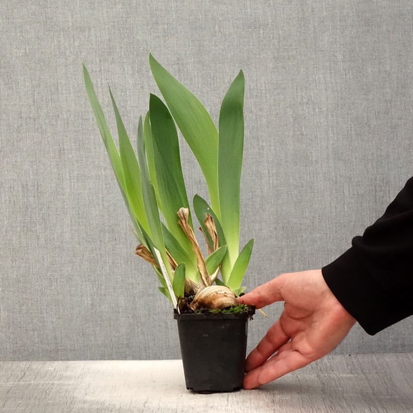 Spécimen de Iris germanica Joyful Skies - Iris des Jardins Godet de 8/9 cm tel que livré au printemps