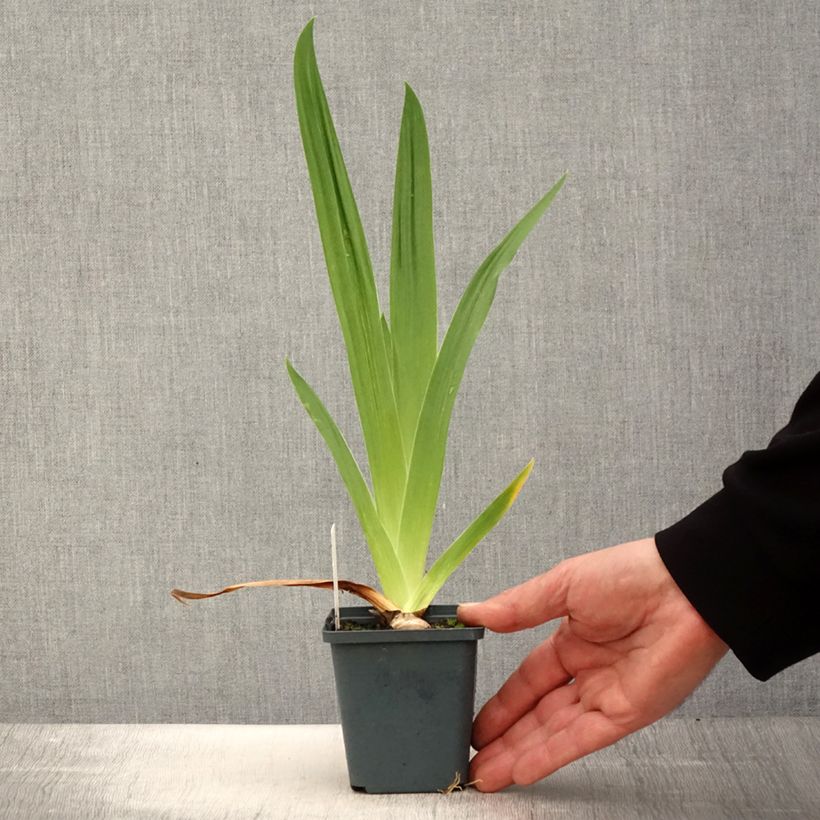 Example of Iris germanica Jus de Pomme - Iris des Jardins intermédiaire Godet de 8/9 cm as you get in printemps