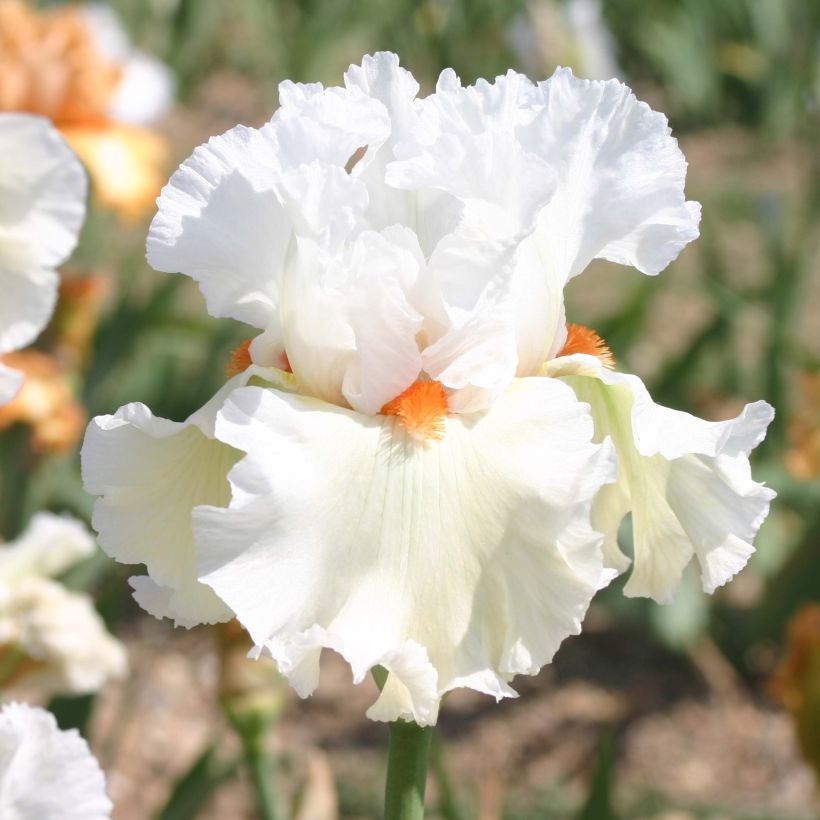 Iris germanica Lark Ascending (Flowering)