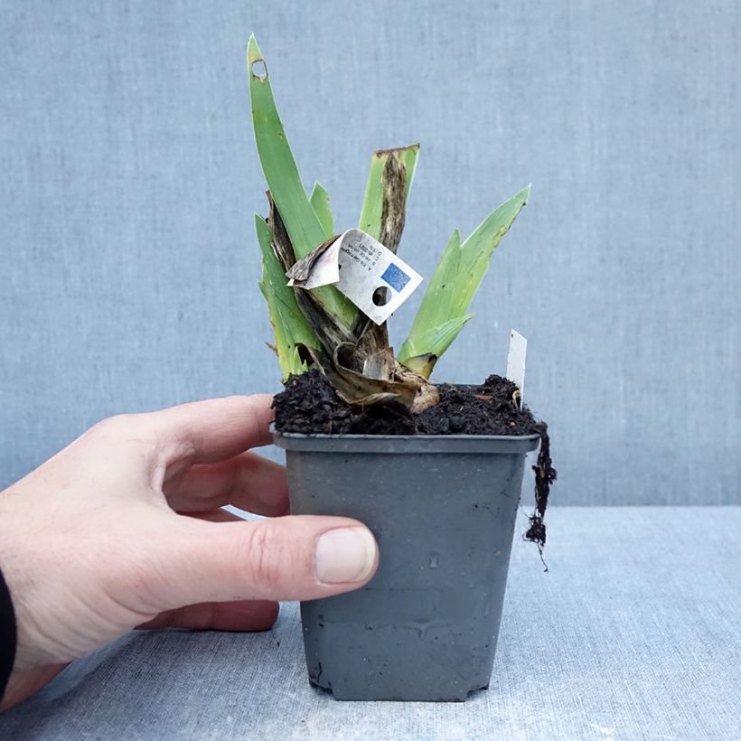 Spécimen de Iris germanica Leonin - Iris des Jardins Godet de 8/9 cm tel que livré en hiver