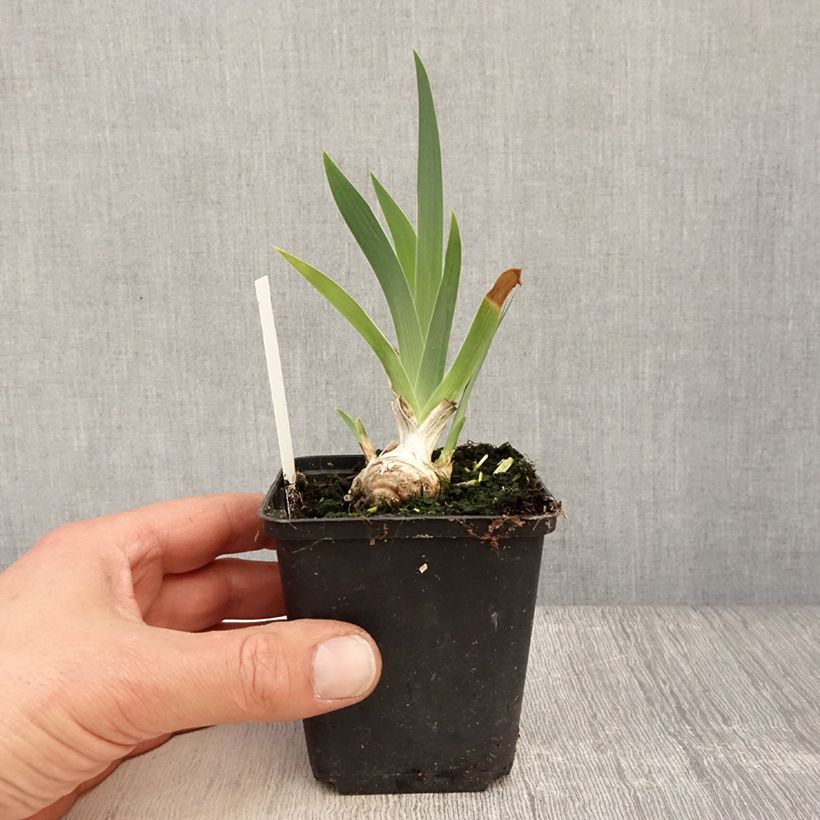 Example of Iris germanica Lucky Locket Godet de 8/9 cm, Calibre 4/6 as you get in printemps