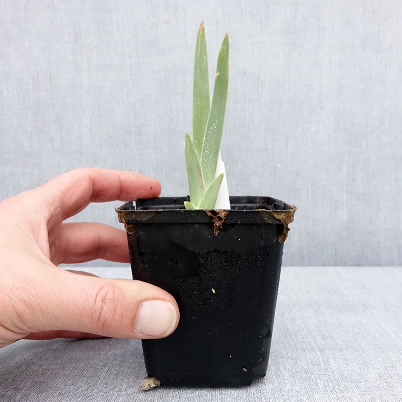 Example of Iris germanica Lune et Soleil - Iris des Jardins Godet de 8/9 cm as you get in hiver