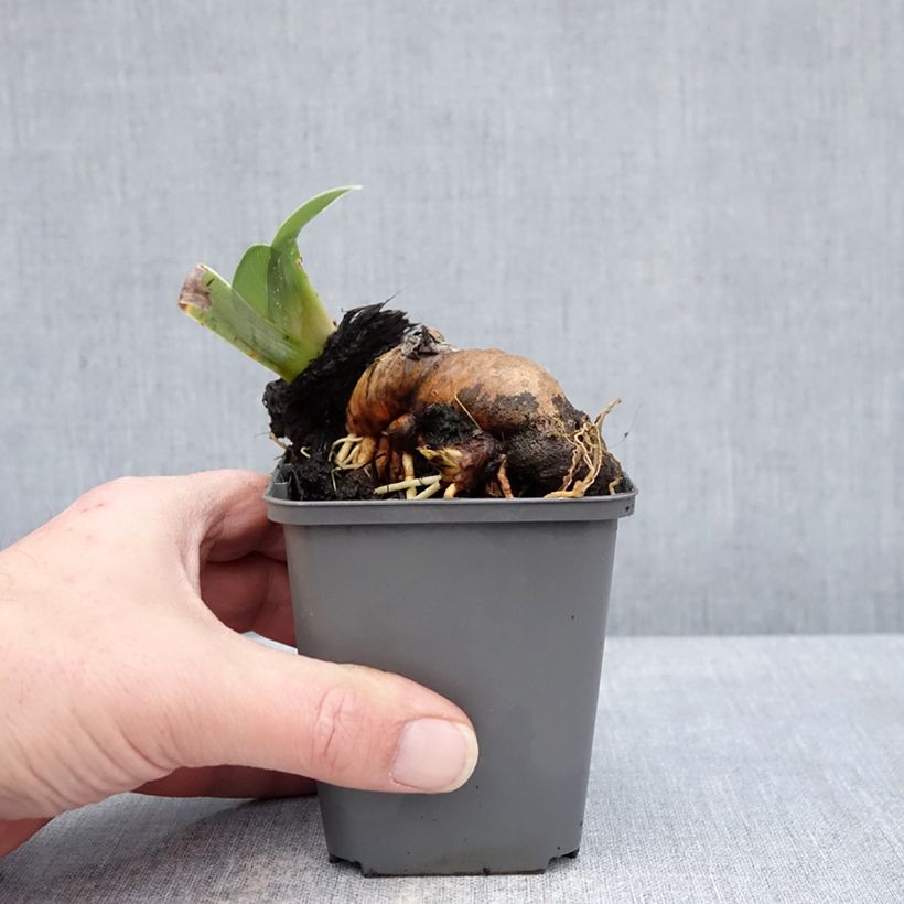 Example of Iris germanica Mallow dramatic - Iris des Jardins Godet de 8/9 cm as you get in hiver