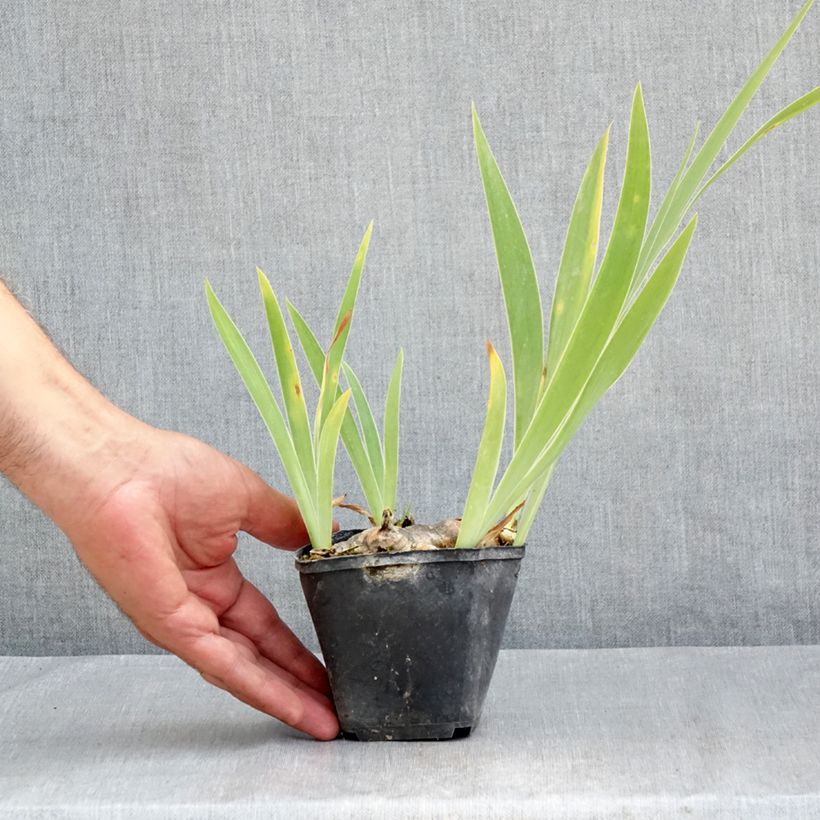 Spécimen de Iris germanica Marron Chaud - Iris des Jardins Godet de 8/9 cm tel que livré en été