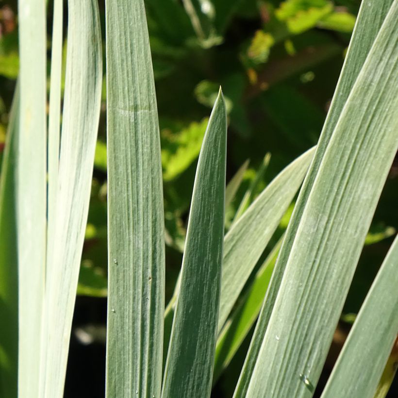 Iris germanica Marron Chaud - Iris des Jardins (Foliage)