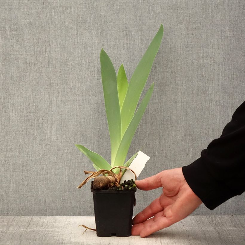 Example of Iris germanica Mer du Sud - Iris des Jardins Godet de 8/9 cm as you get in printemps