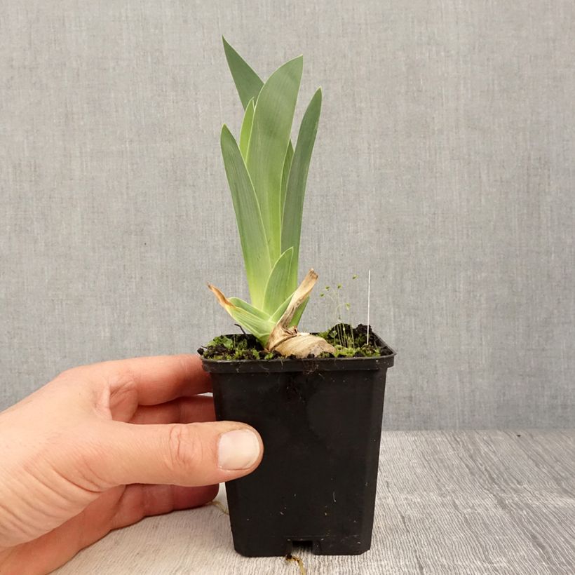 Example of Iris germanica Modern Woman - Iris des Jardins Godet de 8/9 cm as you get in printemps