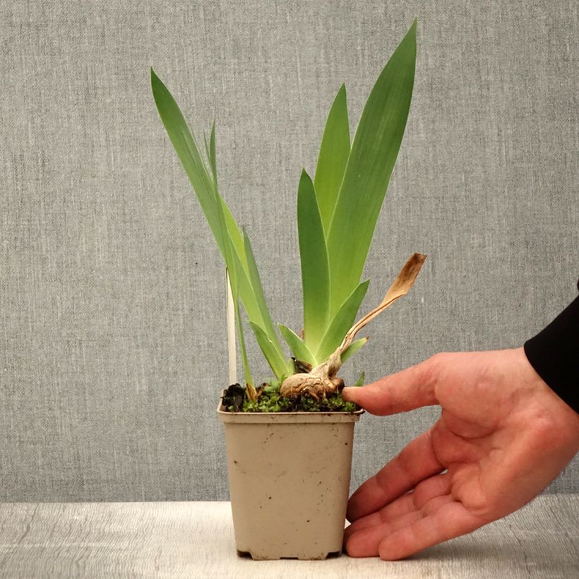 Spécimen de Iris germanica Naples - Iris des Jardins  Godet de 8/9 cm tel que livré au printemps