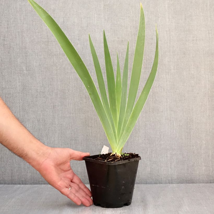 Spécimen de Iris germanica Natchez Trace - Iris des Jardins  Pot de 1,5L/2L tel que livré en été