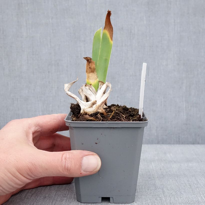 Example of Iris germanica Natchez Trace - Iris des Jardins  Godet de 8/9 cm as you get in hiver