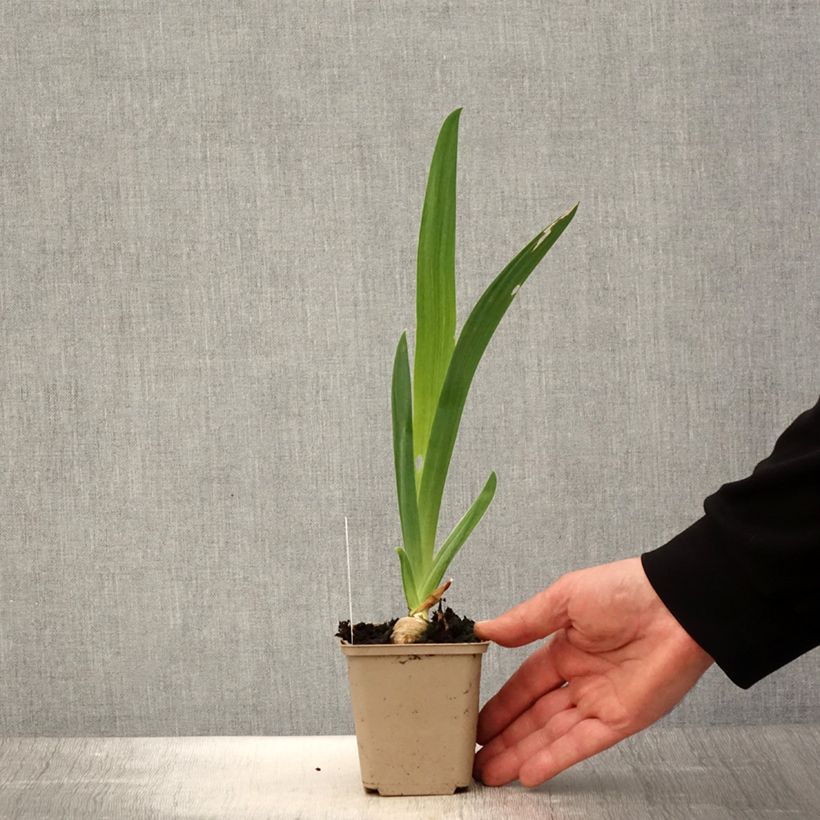 Example of Iris germanica Noctambule - Iris des Jardins Godet de 8/9 cm as you get in printemps