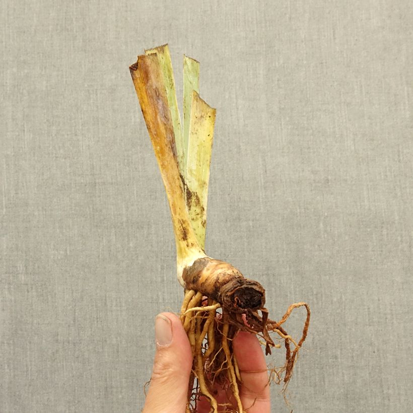 Spécimen de Iris germanica Nuance Royale - Grand Iris des Jardins Rhizome tel que livré en hiver