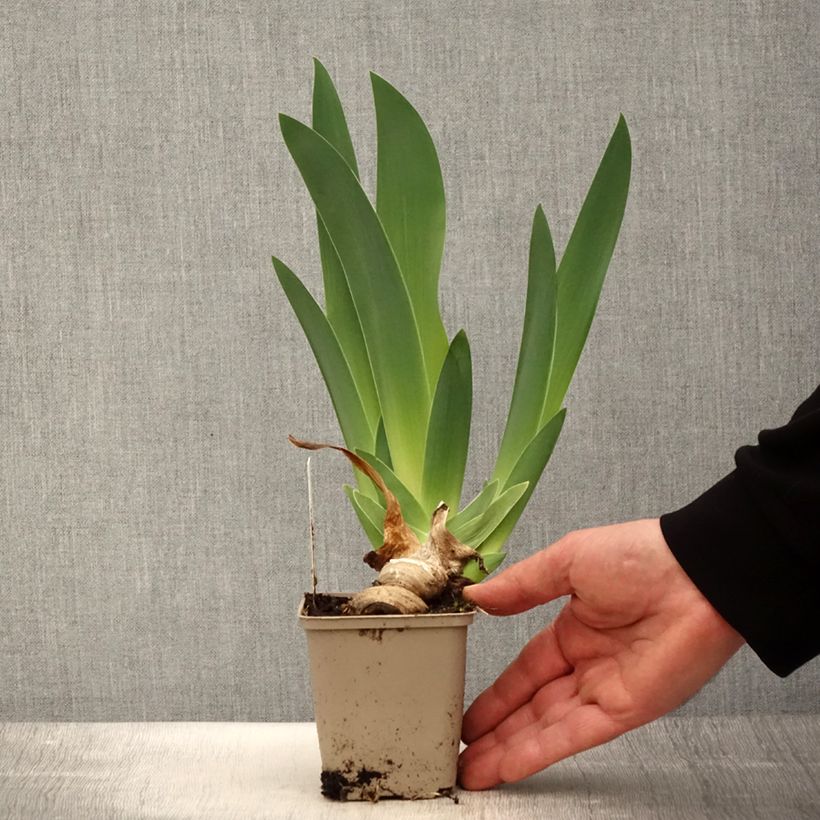 Example of Iris germanica Oh! Susannah - Iris des Jardins Godet de 8/9 cm as you get in printemps