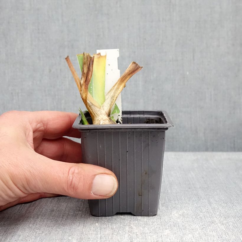 Spécimen de Iris germanica Ola Kala Godet de 8/9 cm tel que livré en automne