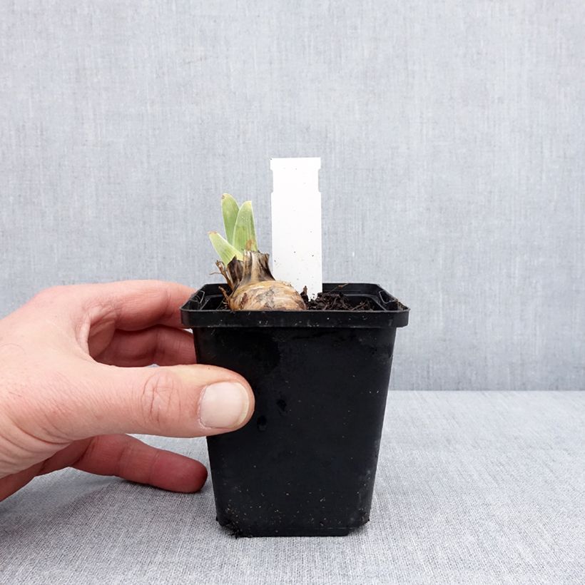 Example of Iris germanica On The Move - Iris des Jardins Godet de 8/9 cm as you get in hiver