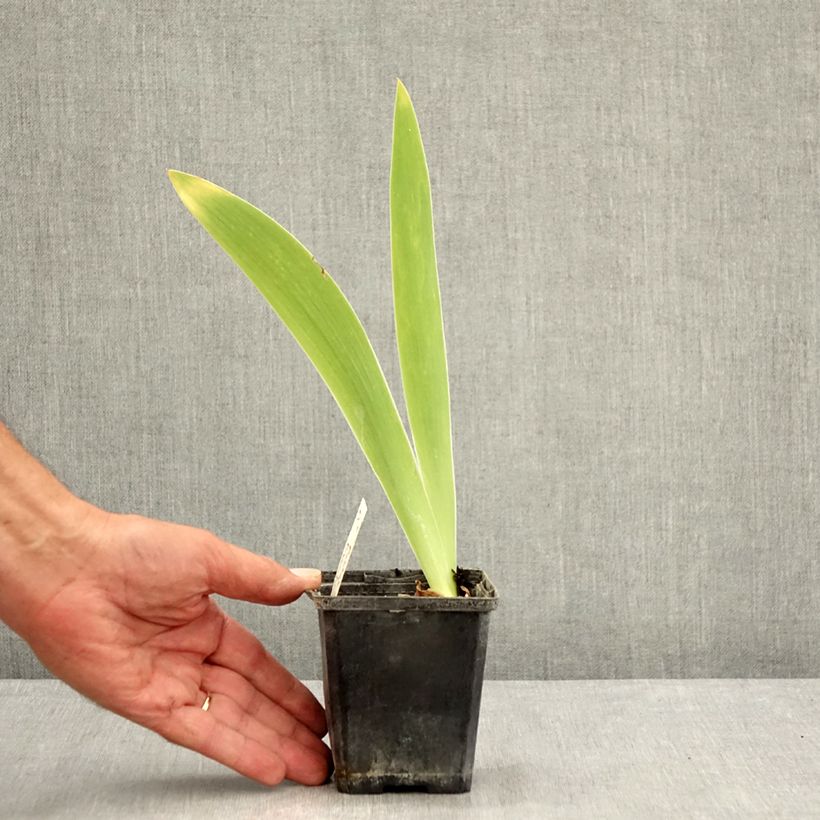 Spécimen de Iris germanica Pastel Printanier - Iris des Jardins Godet de 8/9 cm tel que livré en été