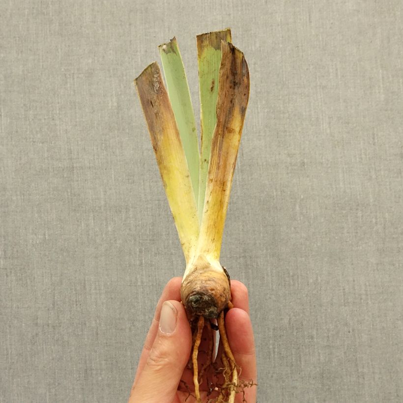 Spécimen de Iris germanica Petit Tigre - Iris des Jardins intermédiaire Rhizome tel que livré en hiver
