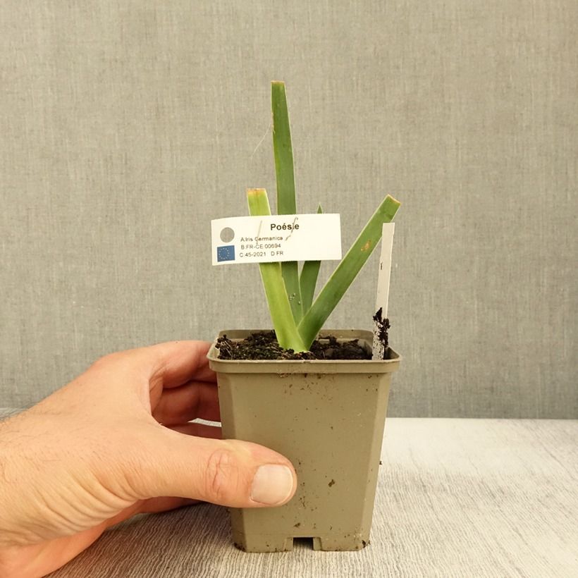 Example of Iris germanica Poésie - Iris des Jardins Rhizome, Calibre 10/15, qualité extra as you get in automne