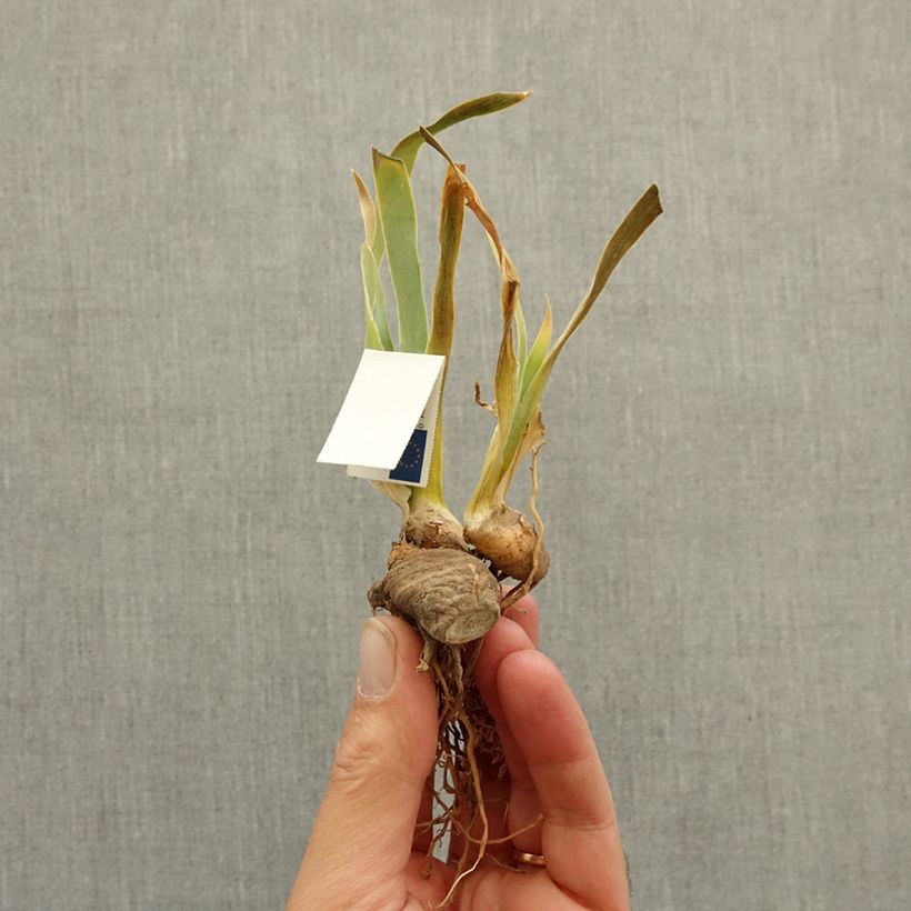 Spécimen de Iris germanica Protocol - Iris des Jardins intermédiaire Rhizome tel que livré en hiver