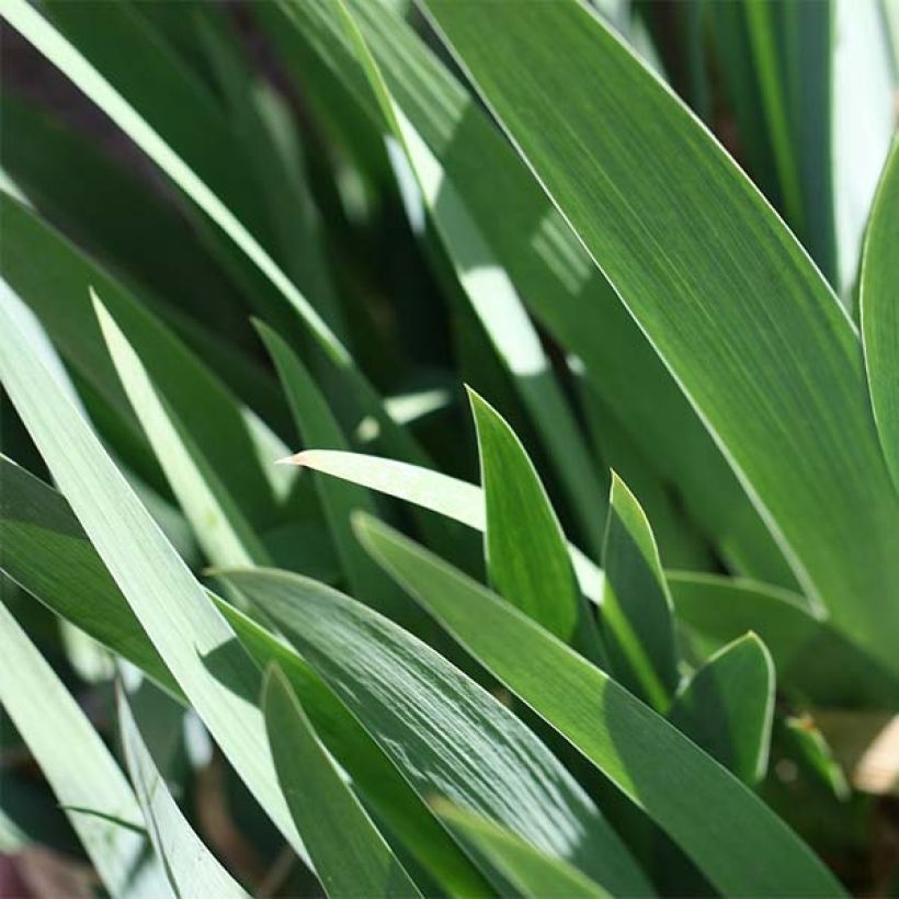 Iris germanica Provençal (Foliage)