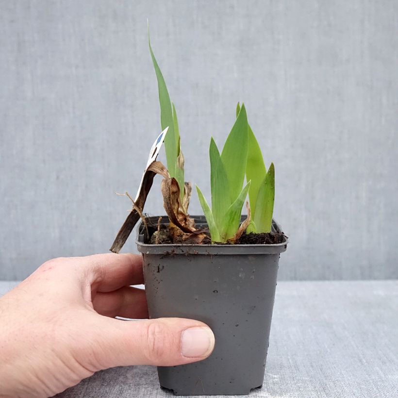 Example of Iris germanica Provençal Godet de 8/9 cm as you get in hiver