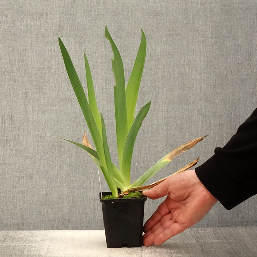 Spécimen de Iris germanica Qualified - Iris des Jardins Godet de 8/9 cm tel que livré au printemps