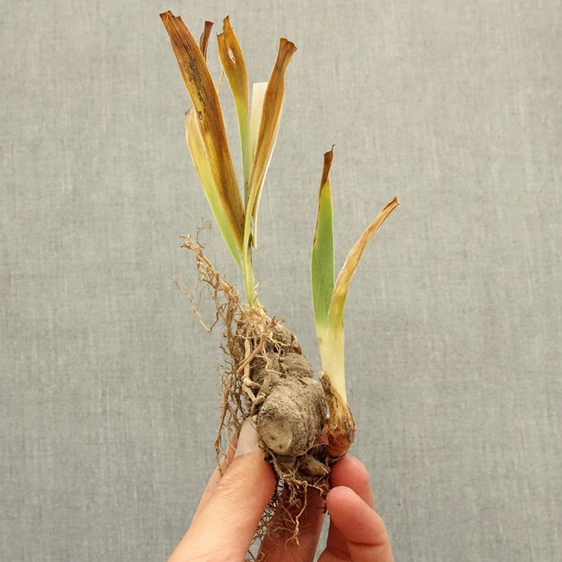 Spécimen de Iris germanica Raspberry Silk Rhizome tel que livré en hiver