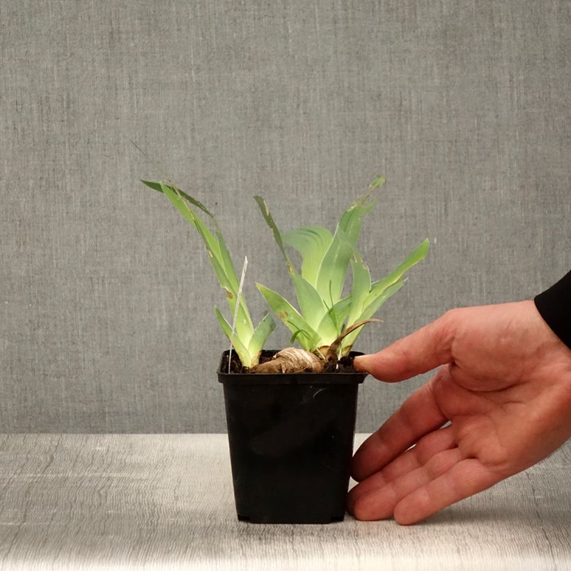 Example of Iris germanica Ré la Blanche - Iris des Jardins Godet de 8/9 cm as you get in printemps