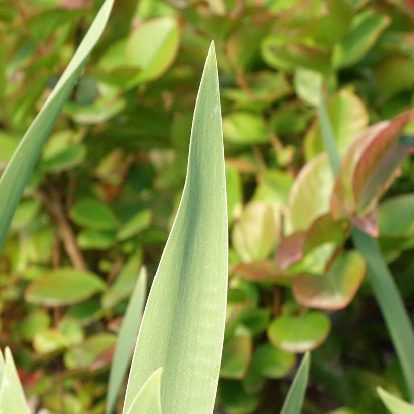 Iris germanica Red Orchid - Iris des Jardins (Foliage)