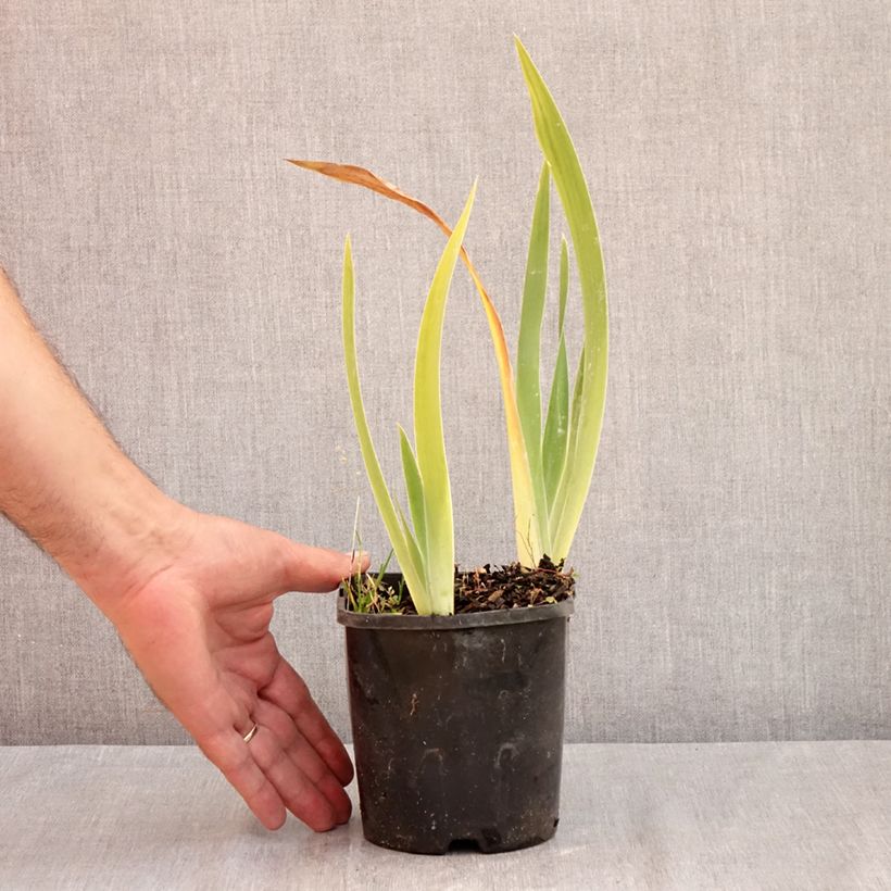 Spécimen de Iris germanica Red Orchid - Iris des Jardins Pot de 1,5L/2L tel que livré en été