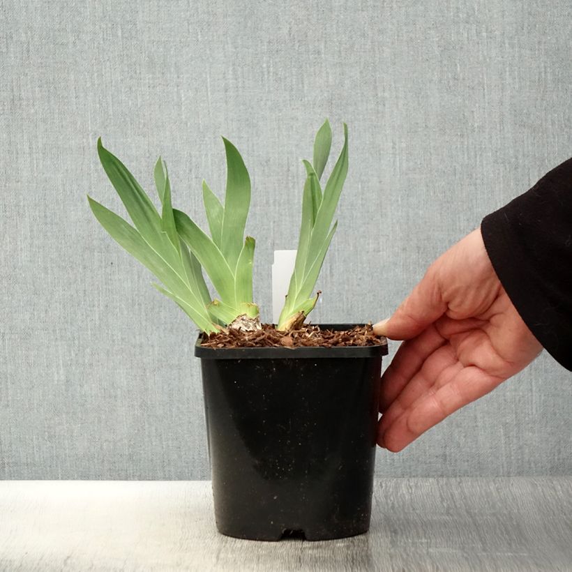 Example of Iris germanica Red Orchid - Iris des Jardins Pot de 1,5L/2L as you get in printemps