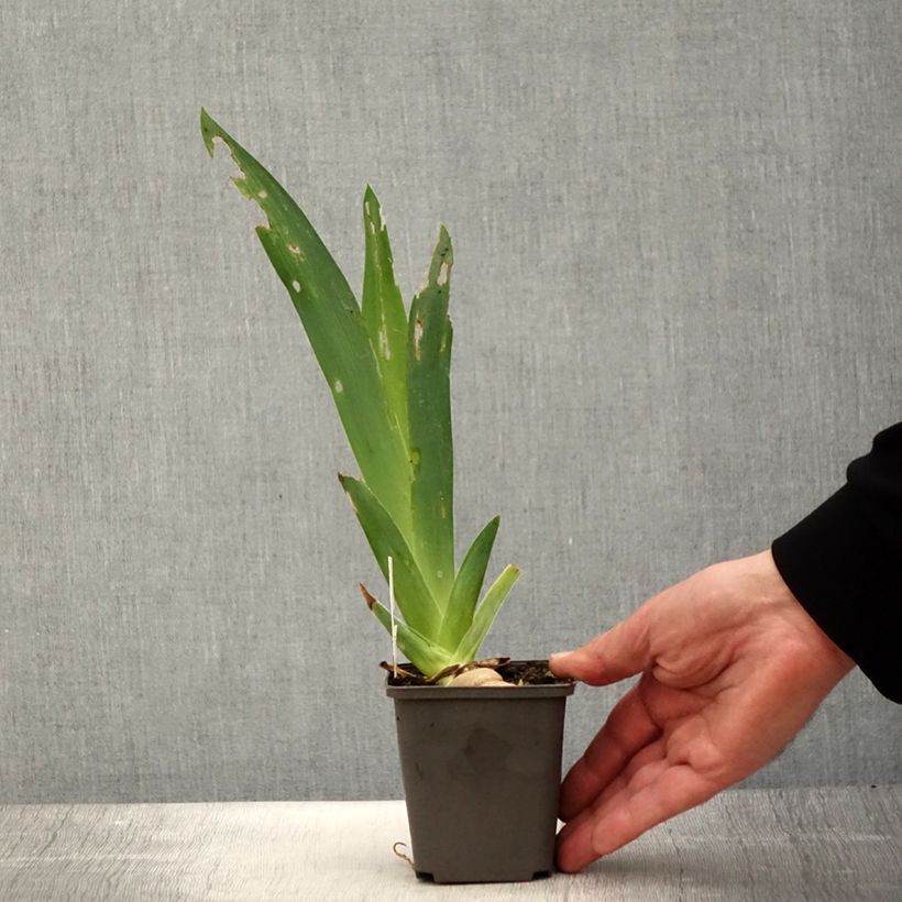 Example of Iris germanica Ring Around Rosie - Iris des Jardins Godet de 8/9 cm as you get in printemps