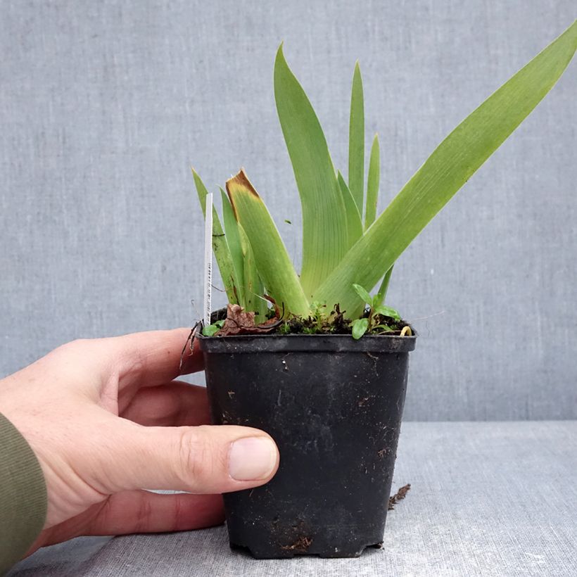 Spécimen de Iris germanica Rose de Perse - Iris des Jardins Godet de 8/9 cm tel que livré en hiver