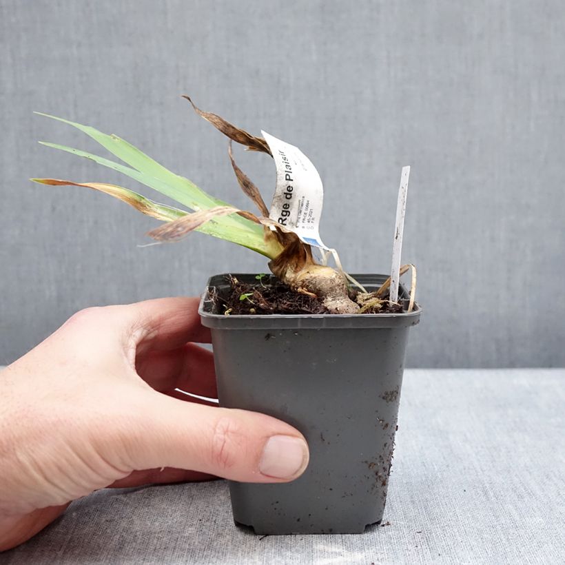 Spécimen de Iris germanica Rouge de Plaisir - Iris des Jardins Godet de 8/9 cm tel que livré en hiver